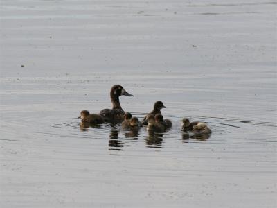 Greater Scaup - Topper