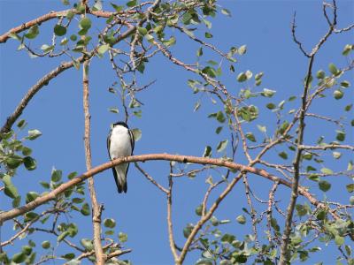 Tree Swallow - Boomzwaluw