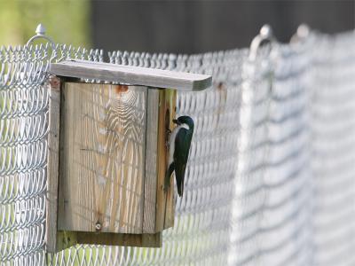 Tree Swallow - Boomzwaluw