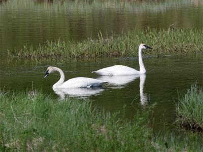 Trumpeter Swan - Trompetzwaan