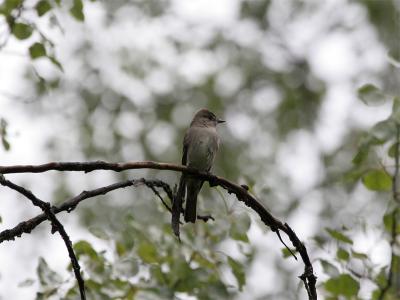 Western Wood-Pewee - Westelijke Bospiewie