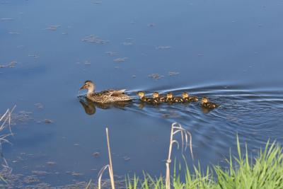 Mallard - Wilde Eend