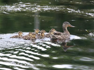 Mallard - Wilde Eend