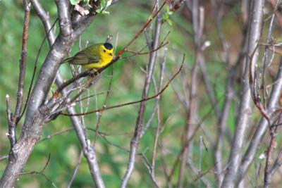 Wilson's Warbler - Wilson-zanger