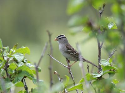 White-crowned Sparrow - Witkruingors
