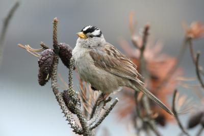 White-crowned Sparrow - Witkruingors