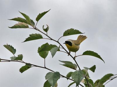 Common Yellowthroat - Maskerzanger