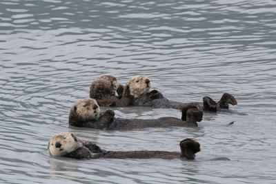 Sea Otter - Zeeotter