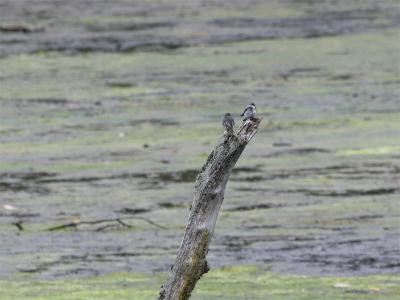 Tree Swallow - Boomzwaluw (juveniles)