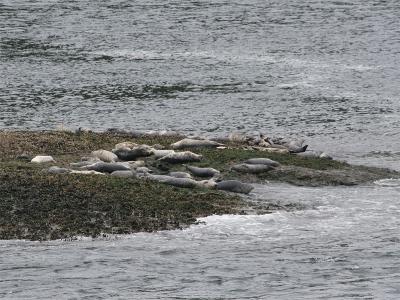 Harbour Seal - Gewone Zeehond