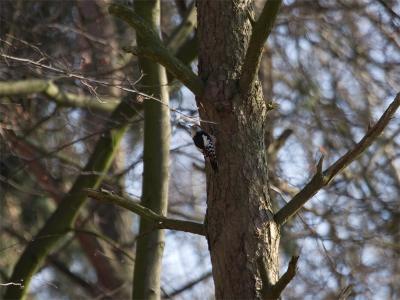Middelste Bonte Specht - Middle Spotted Woodpecker