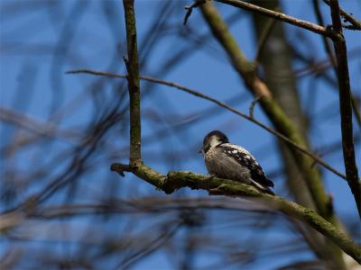 Kleine Bonte Specht - Little Spotted Woodpecker