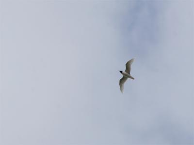 Zwartkopmeeuw - Mediterrean Gull