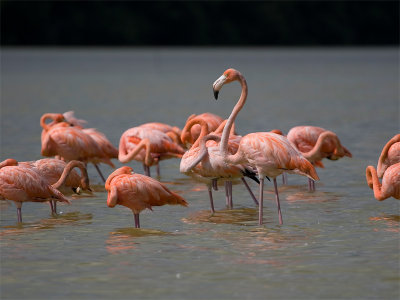 Caribbean Flamingo - Rode Flamingo