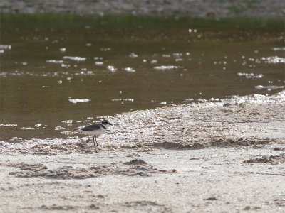 Semipalmated Plover - Amerikaanse Bontbekplevier