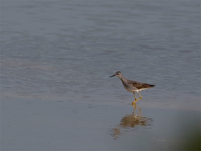 Lesser Yellowlegs - Kleine Geelpootruiter