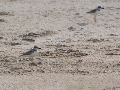 Wilson's Plover - Dikbekplevier