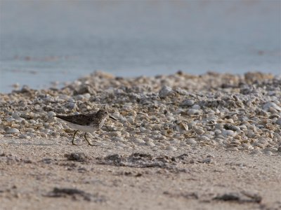 Least Sandpiper - Kleinste Strandloper