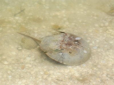 Horseshoe Crab  - Atlantische Degenkrab