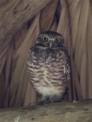 Burrowing Owl - Holenuil