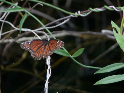 Butterfly - Vlinder