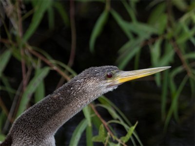 Anhinga - Slangenhalsvogel