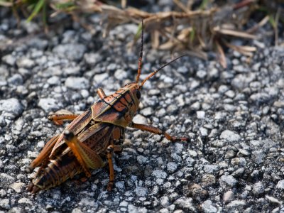 Grasshopper - Sprinkhaan