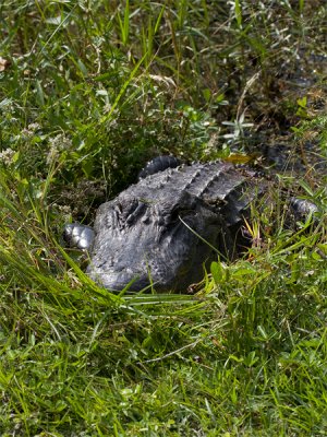 Alligator - Alligator