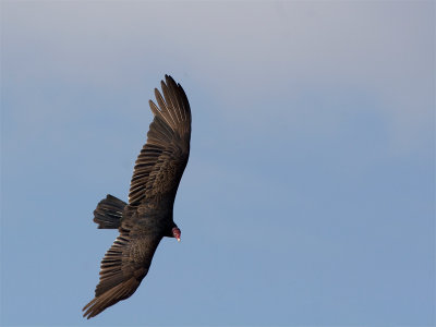 Turkey Vulture - Kalkoengier