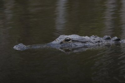 Alligator - Alligator
