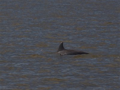 Atlantic Bottle-nosed Dolphin - Tuimelaar