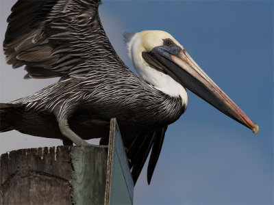 Brown Pelican - Bruine pelikaan