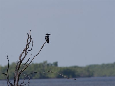 Belted Kingfisher - Bandijsvogel