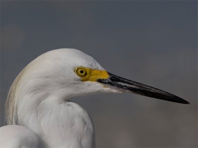 Snowy Egret - Amerikaanse Kleine Zilverreiger