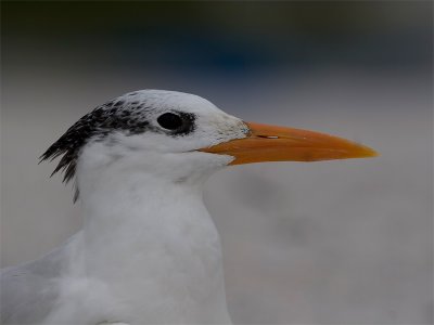 Royal Tern - Koningsstern