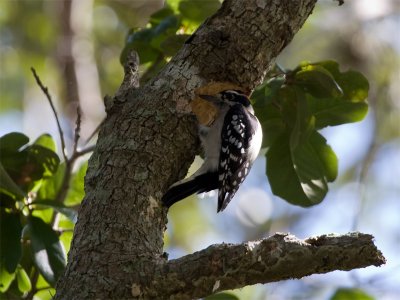 Downy Woodpecker - Donsspecht