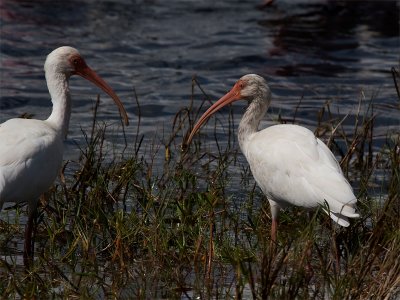 White ibis - Witte Ibis