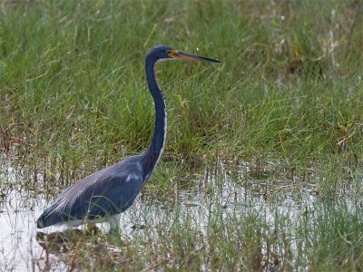 Tricolored Heron - Witbuikreiger