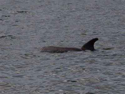 Atlantic Bottle-nosed Dolphin - Tuimelaar