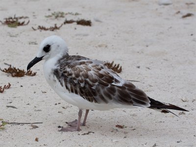 Swallow-tailed Gull (juvenile)