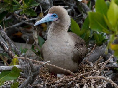Red-footed Booby - Roodpootgent