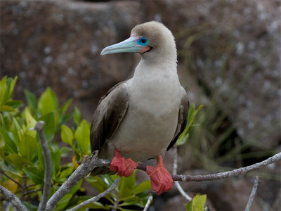 Red-footed Booby - Roodpootgent