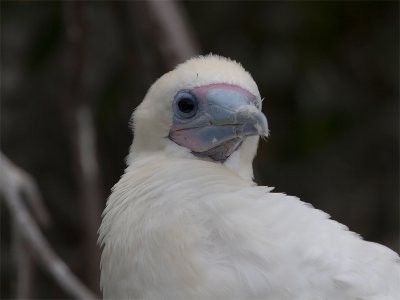 Red-footed Booby (white phase) - Roodpootgent