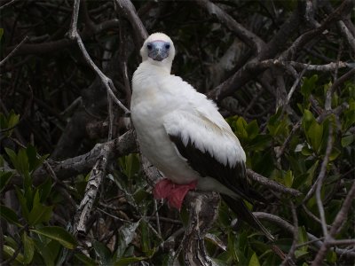 Red-footed Booby (white phase) - Roodpootgent