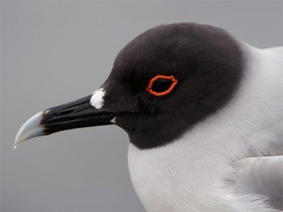 Swallow-tailed Gull 6.jpg