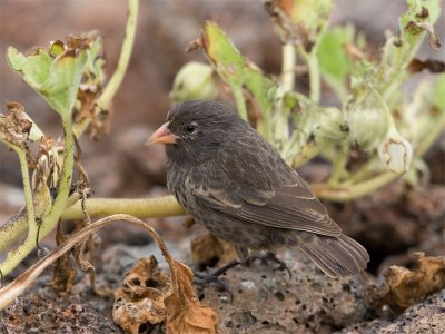 Large groundfinch 4.jpg