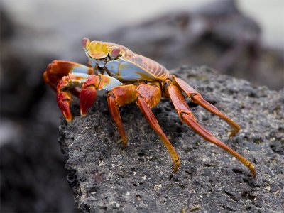 Galapagos Sally lightfoot crab