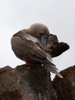 Red-footed Booby 10.jpg