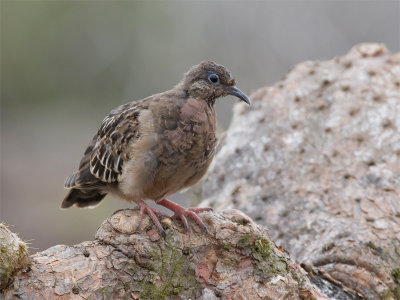 Galapagos Dove - Galapagosduif