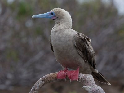Red-footed Booby 9.jpg